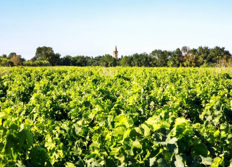 LOS VITICULTORES DE SERIGNAN