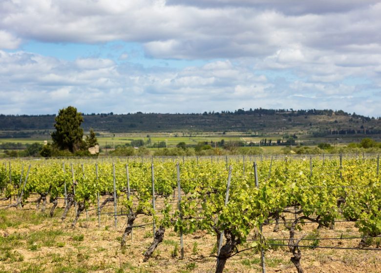 SCEA DOMAINE ST GEORGES LA GABINELLE