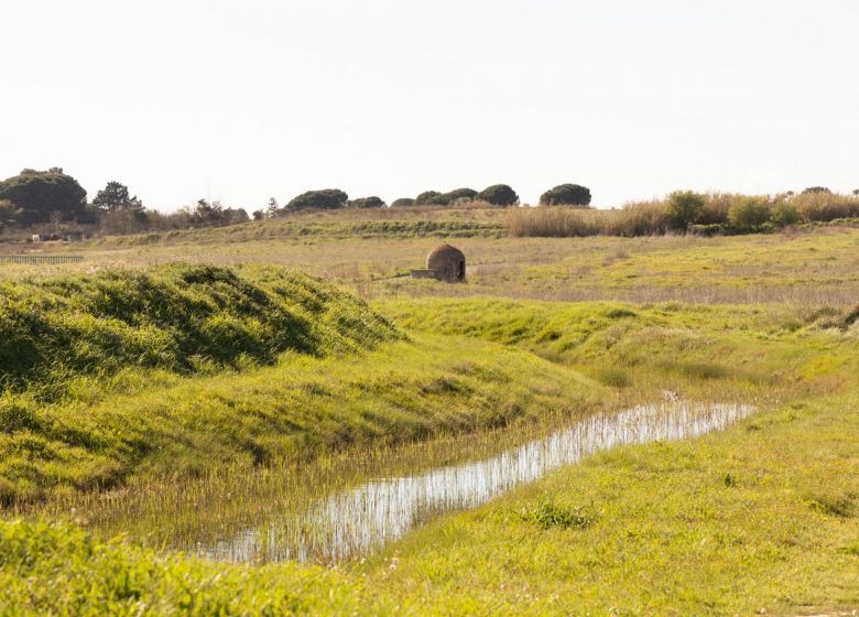 CIRCUIT ENTRE ORB, MER ET ÉTANG – ESPACE VTT-FFC BEZIERS MEDITERRANEE