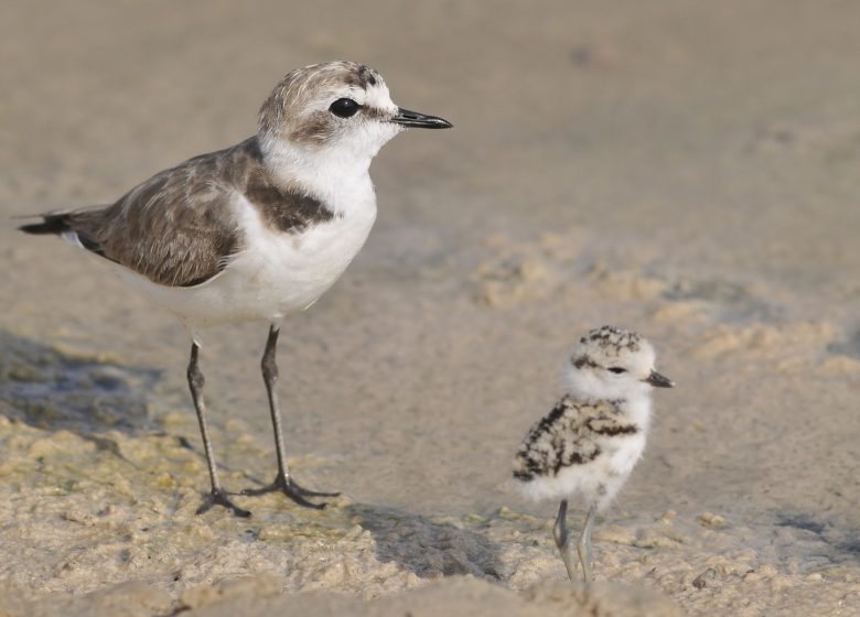 VISITE GUIDÉE – LES OISEAUX DES ORPELLIÈRES