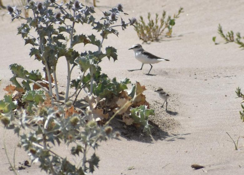 VISITE GUIDÉE – LES OISEAUX DES ORPELLIÈRES