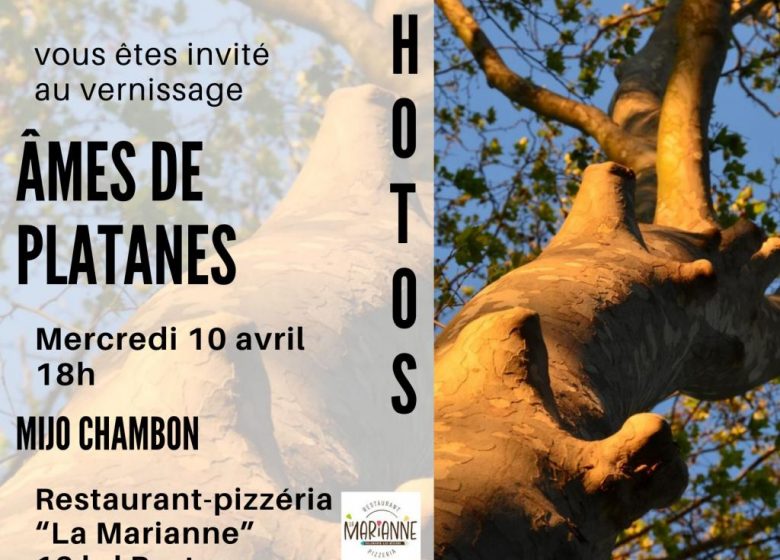 EXPOSITION «ÂMES DE PLATANES» – VILLENEUVE-LÈS-BÉZIERS