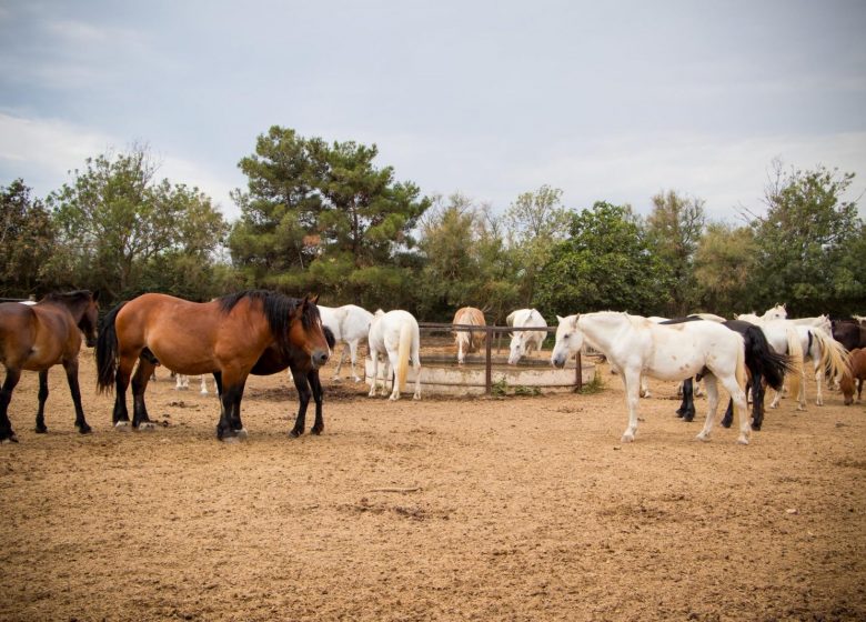 RANCH SAINT JEAN