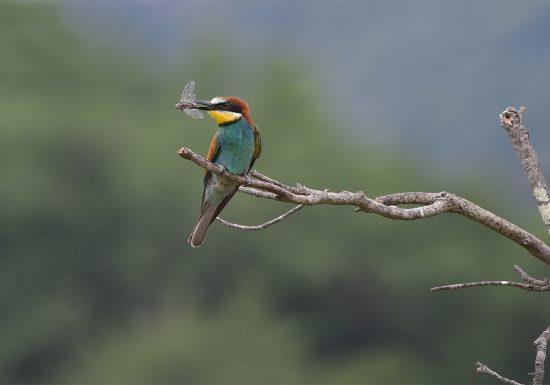 VISITE GUIDÉE – LES OISEAUX DES ORPELLIÈRES